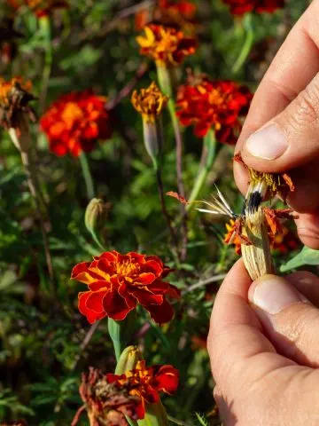 save marigolds seeds in summer