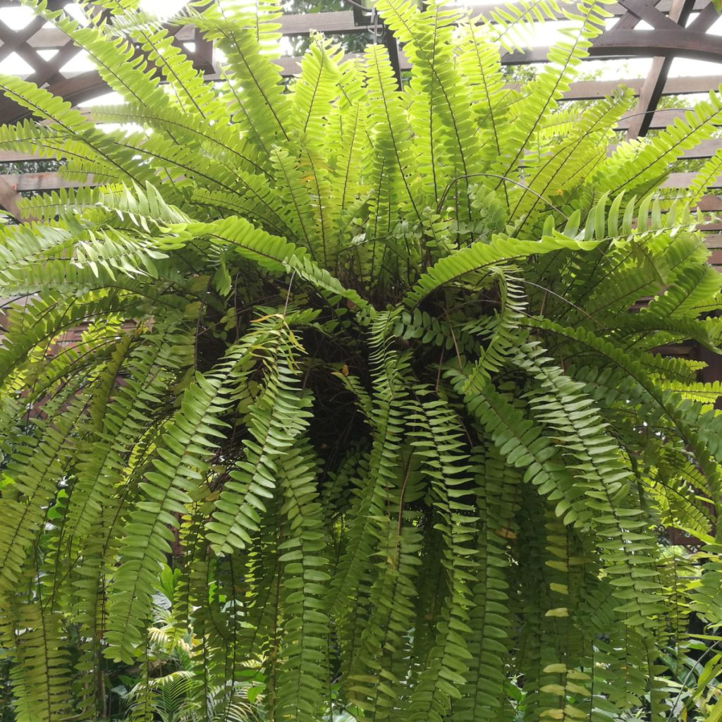 overgrown fern in the summer