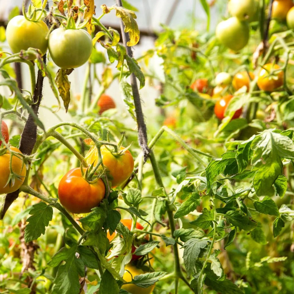 revive tomato plants in late summer