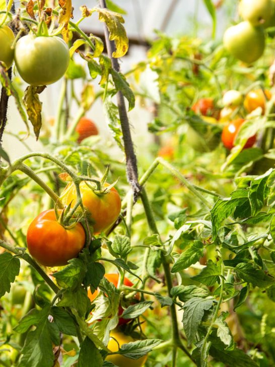 revive tomato plants in late summer