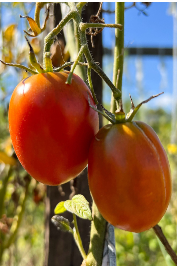 roma - determinate - tomato plants turning brown