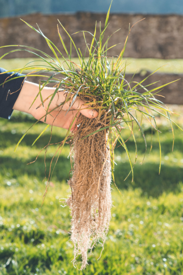 get rid of crabgrass