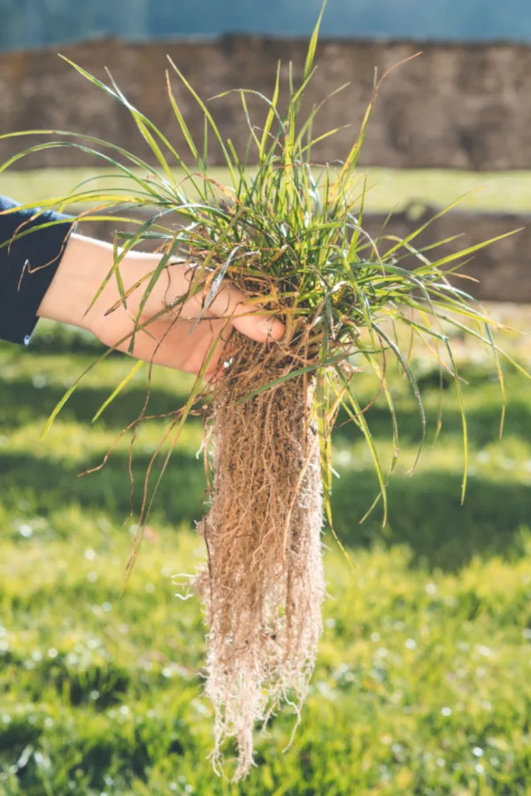 get rid of crabgrass