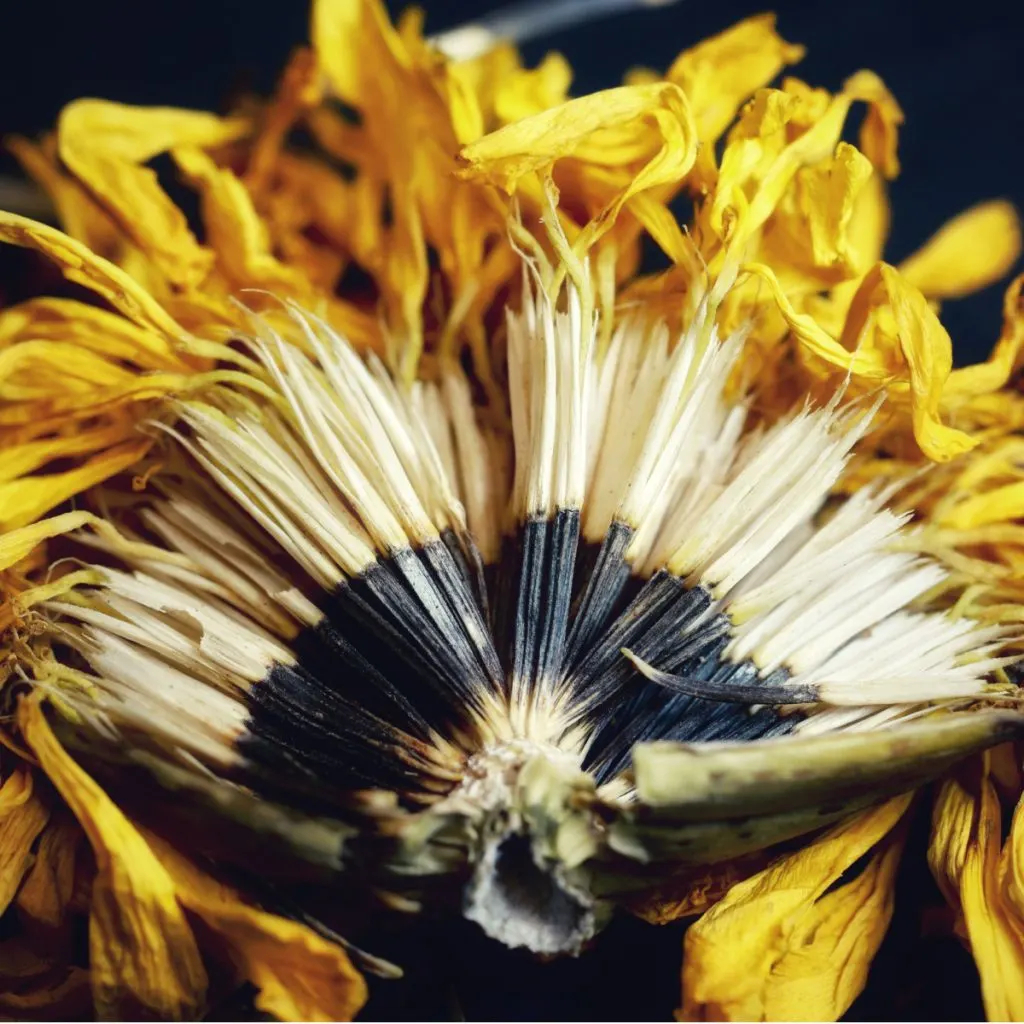 how to save marigold seeds