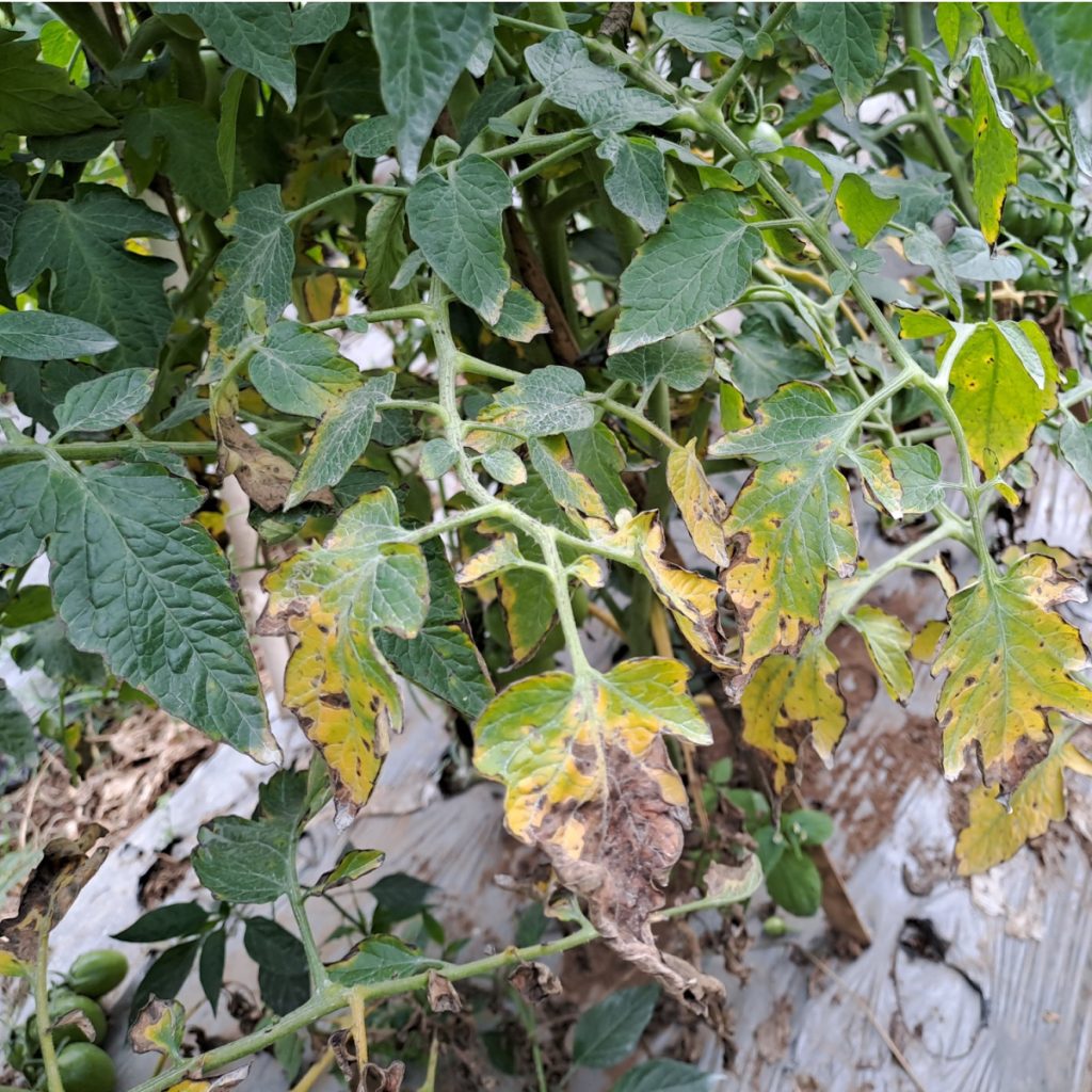 tomato leaves turning brown