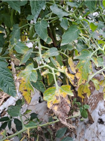 tomato leaves turning brown