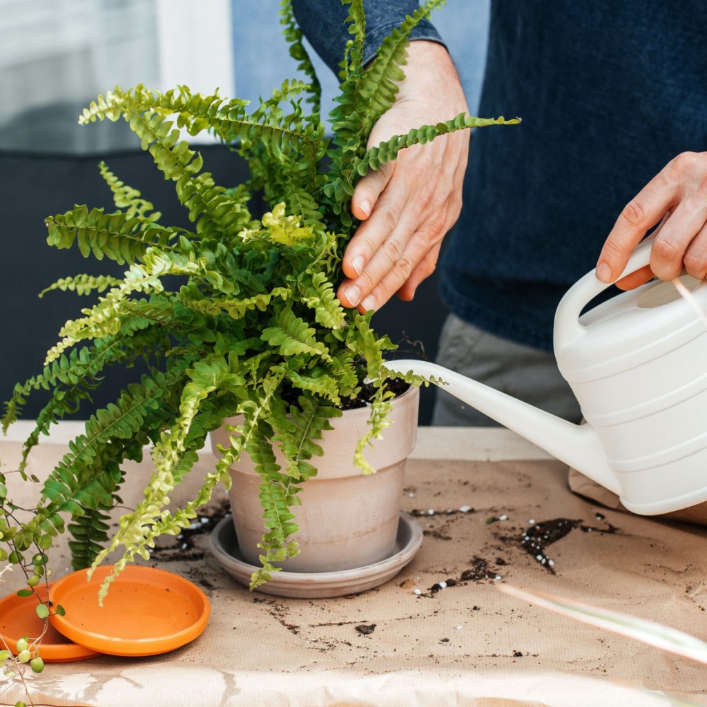 watering