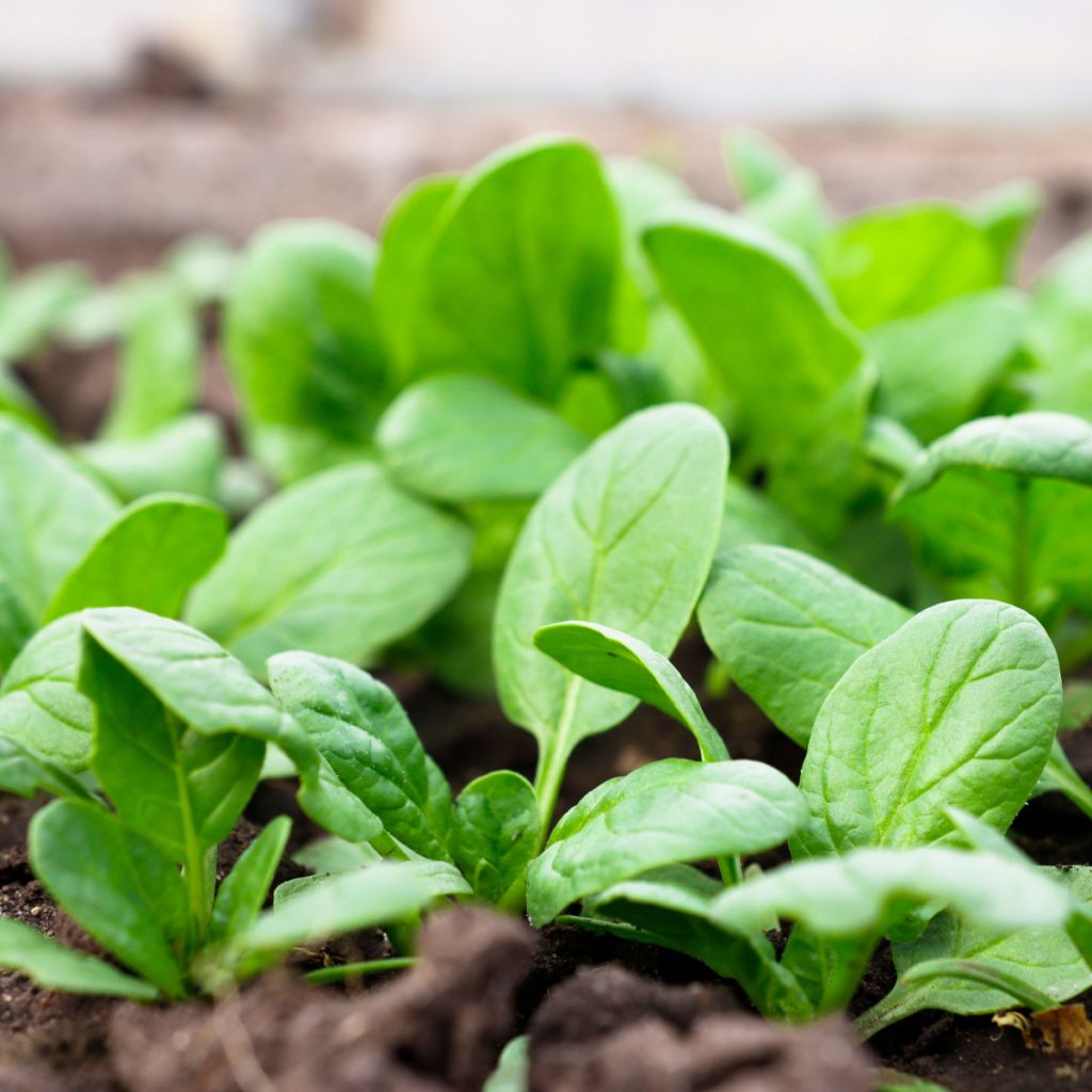 vegetable plants to plant in fall