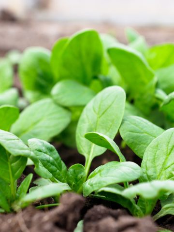 vegetable plants to plant in fall