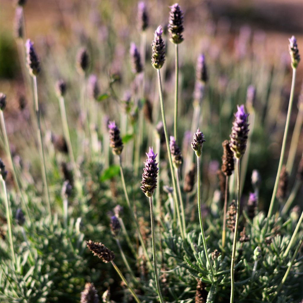 care for lavender in the fall