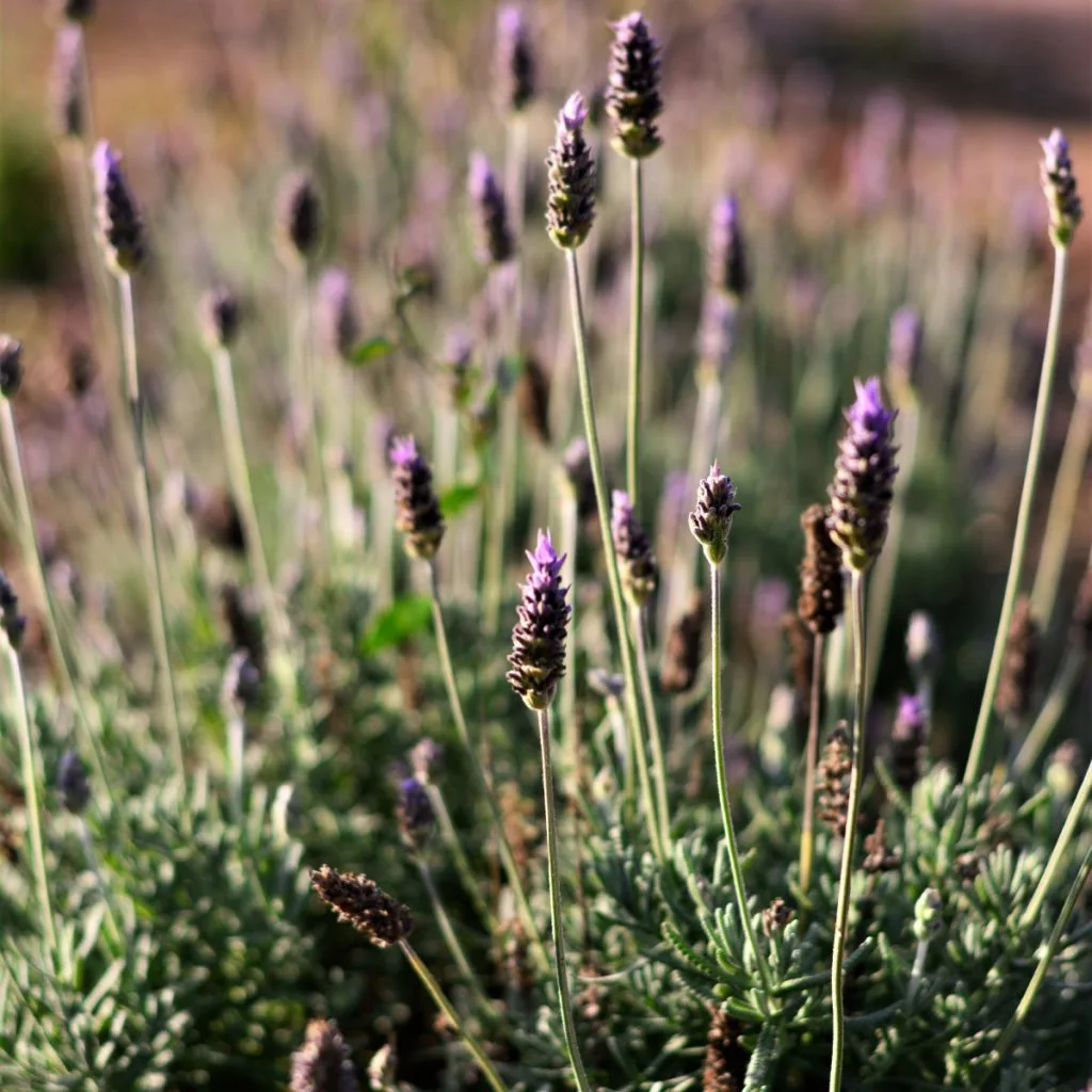 care for lavender in the fall