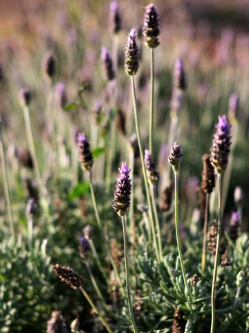 care for lavender in the fall