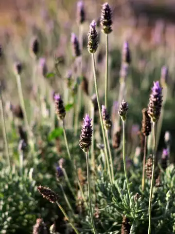 care for lavender in the fall