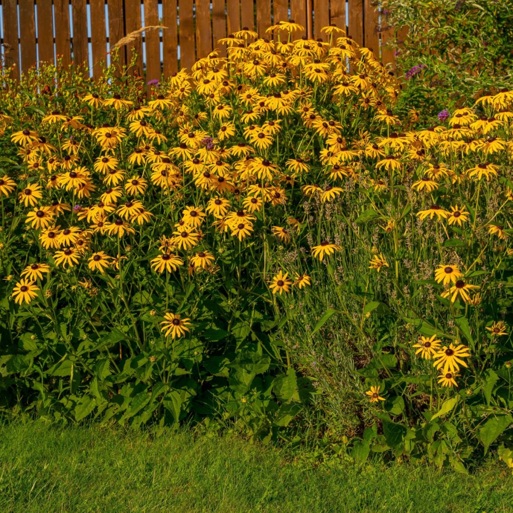 best perennials to divide in the fall