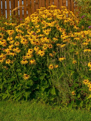 best perennials to divide in the fall