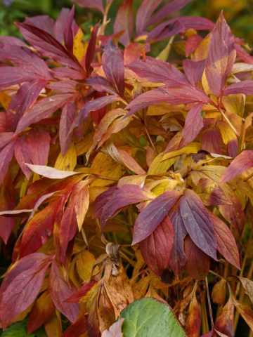 peony bushes in the fall