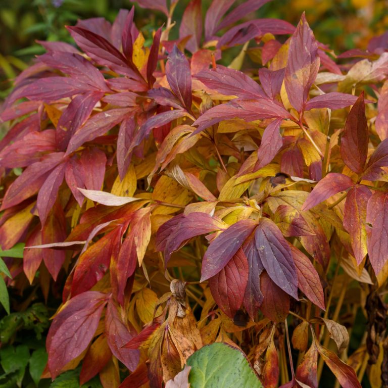 peony bushes in the fall