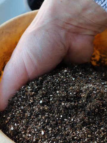 recharge old potting soil