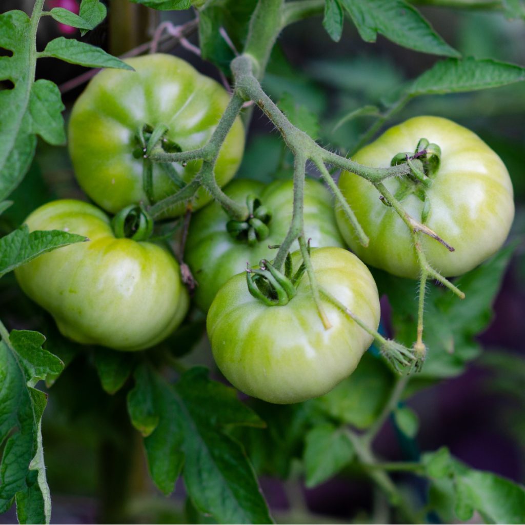 ripen green tomatoes at the end of the season