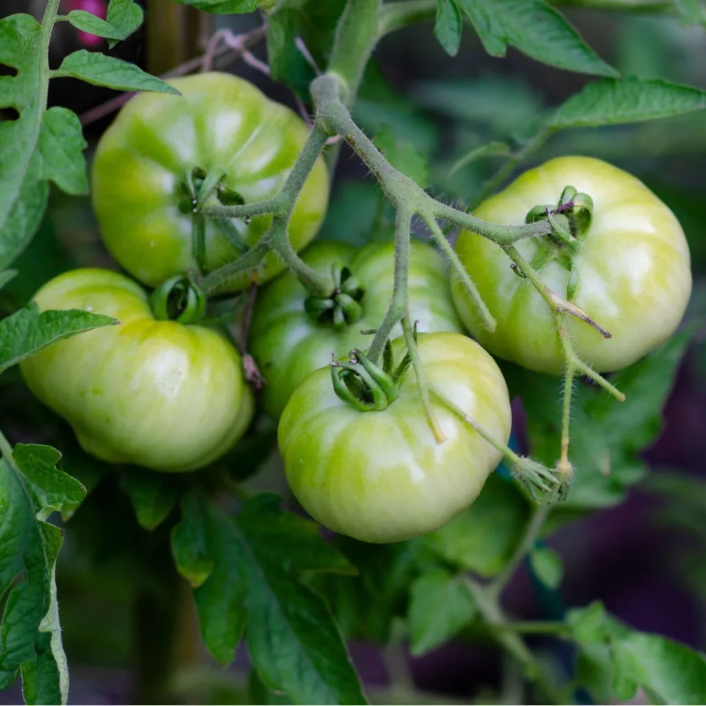 ripen green tomatoes at the end of the season