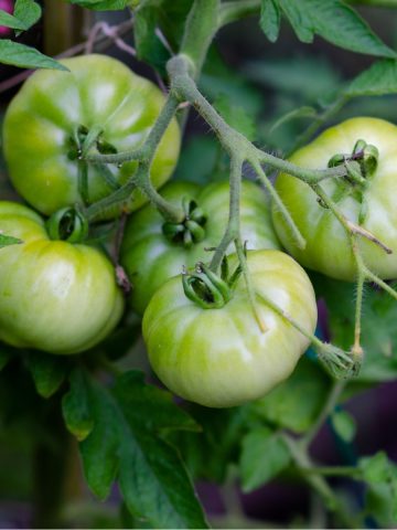 ripen green tomatoes at the end of the season