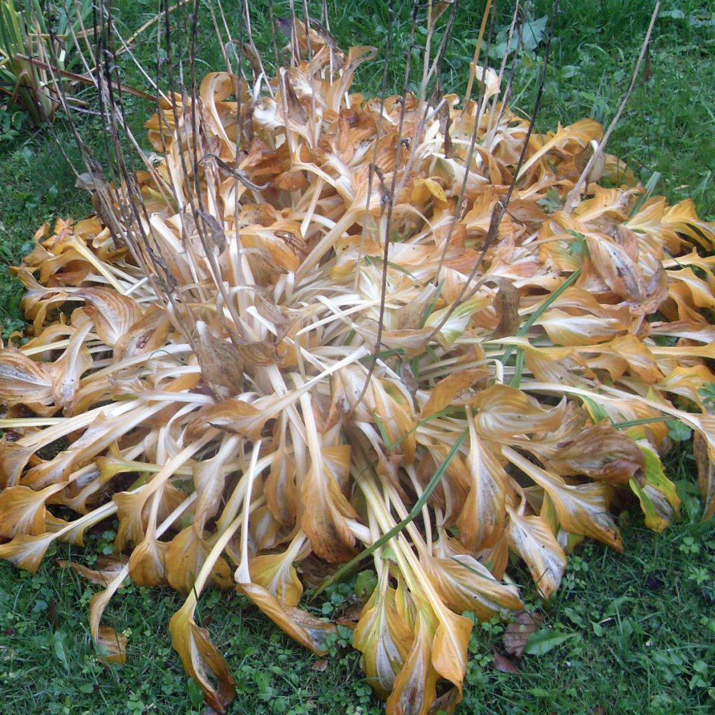 cutting back perennials in the fall