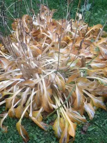 cutting back perennials in the fall