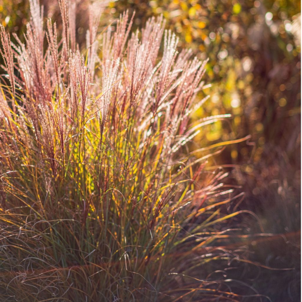 ornamental grasses