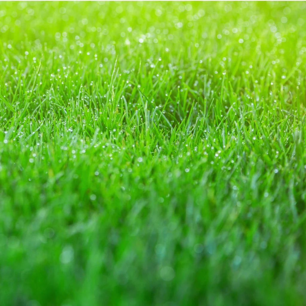 best way to overseed a lawn in the fall