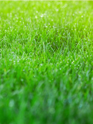 best way to overseed a lawn in the fall