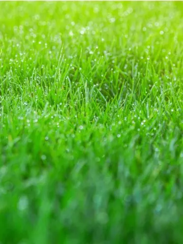 best way to overseed a lawn in the fall