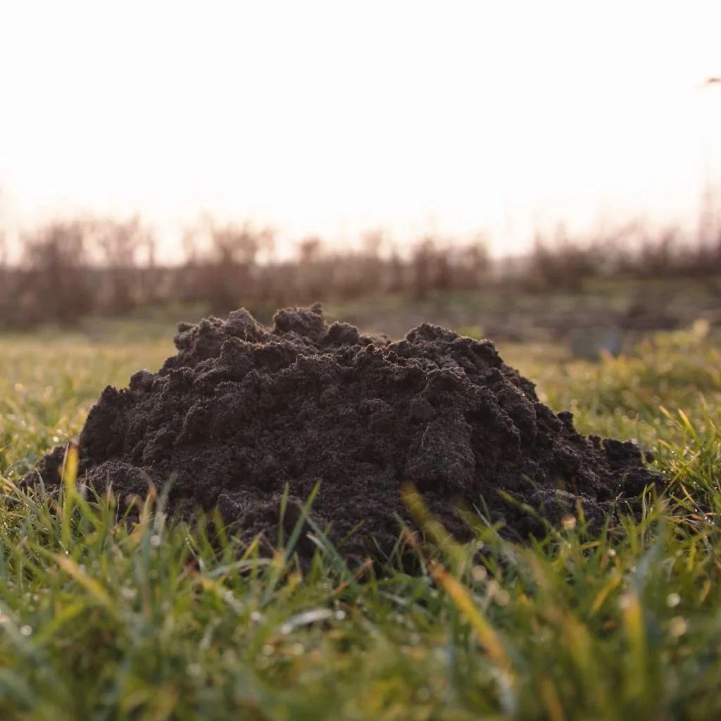 how to eliminate ground moles in the fall