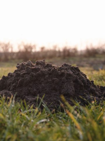 how to eliminate ground moles in the fall