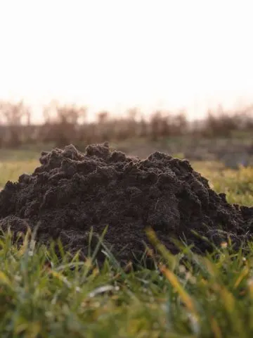 how to eliminate ground moles in the fall