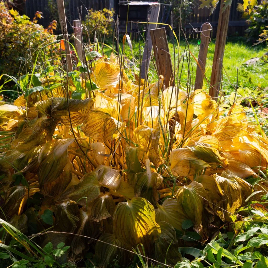 hostas in late fall as the die back