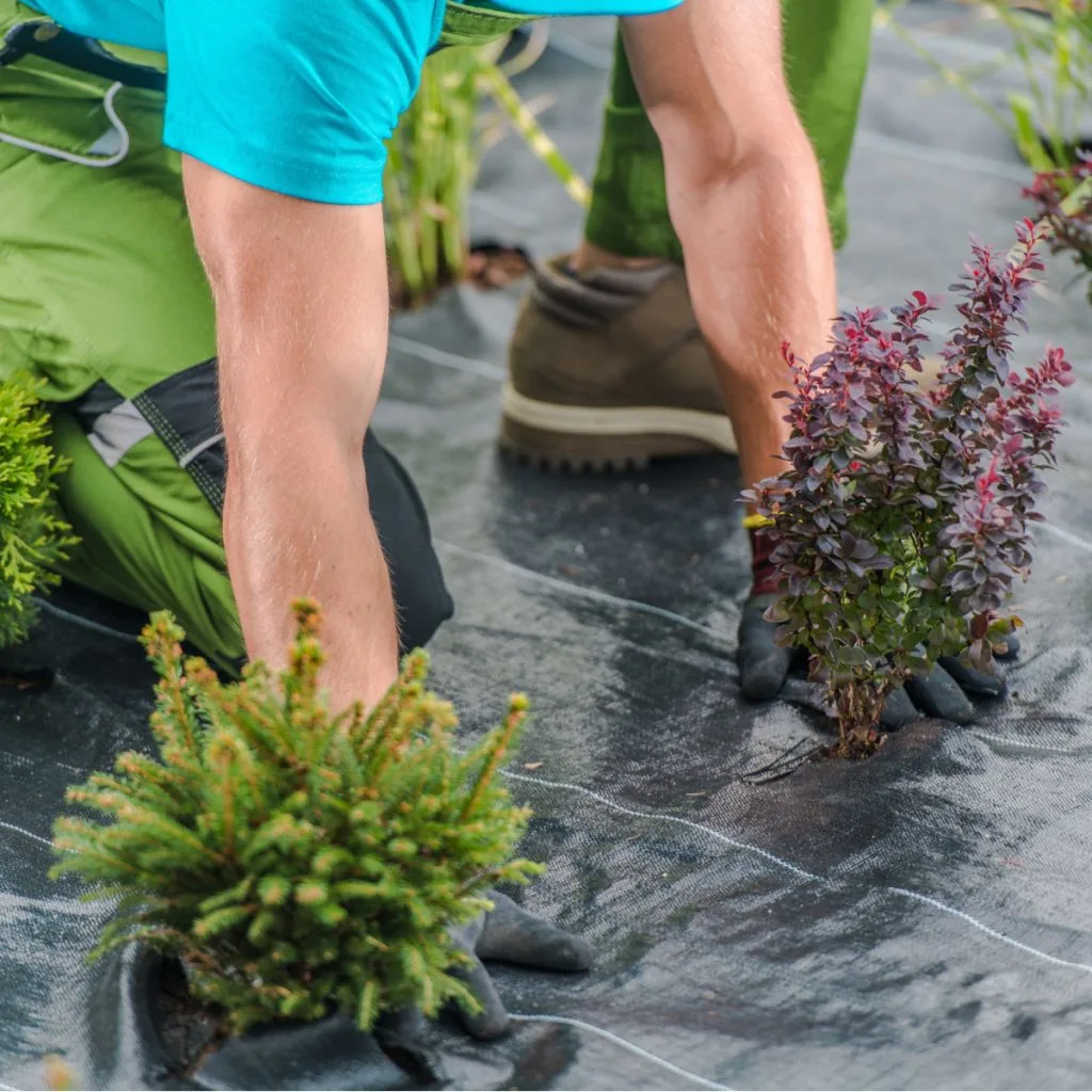 never use landscape fabric to stop weeds