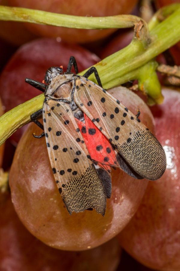 the spotted lanternfly