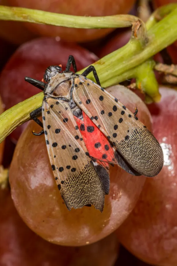 the spotted lanternfly