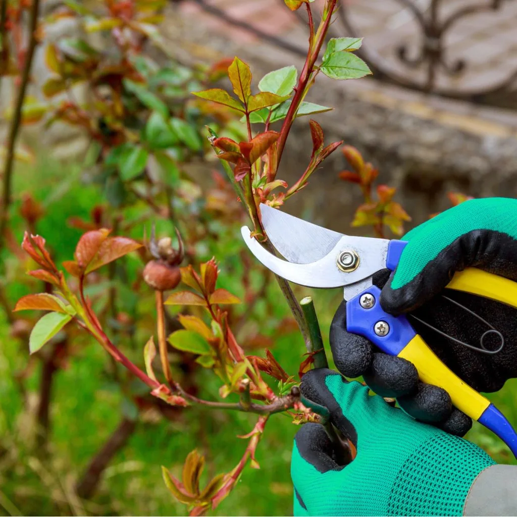 do with rose bushes in the fall