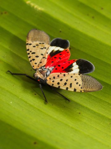 spotted lantern fly