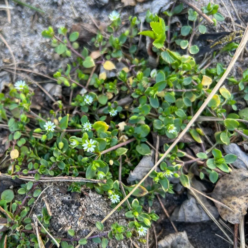 get rid of chickweed