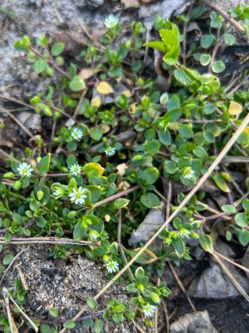 get rid of chickweed