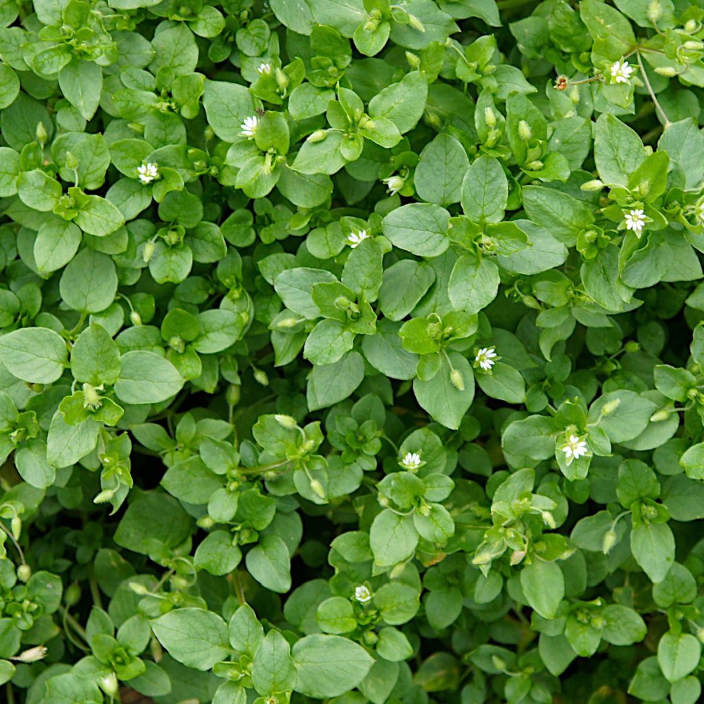 getting rid chickweed before it flowers