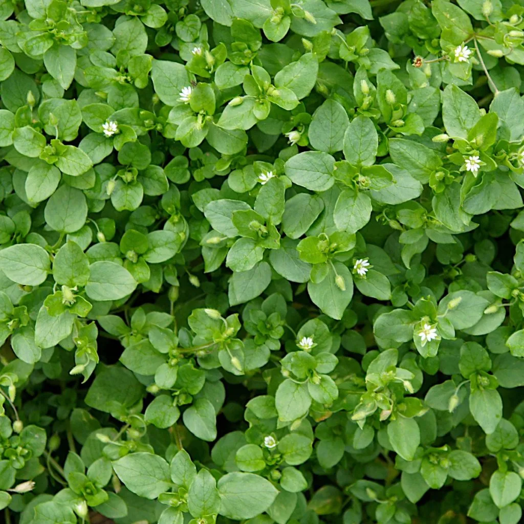 getting rid chickweed before it flowers