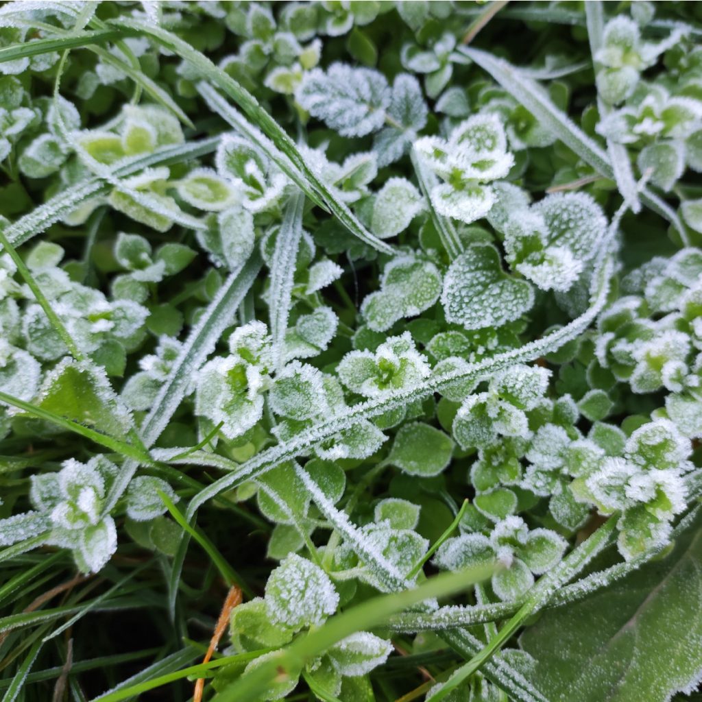 chickweed in raised bed gardens in winter