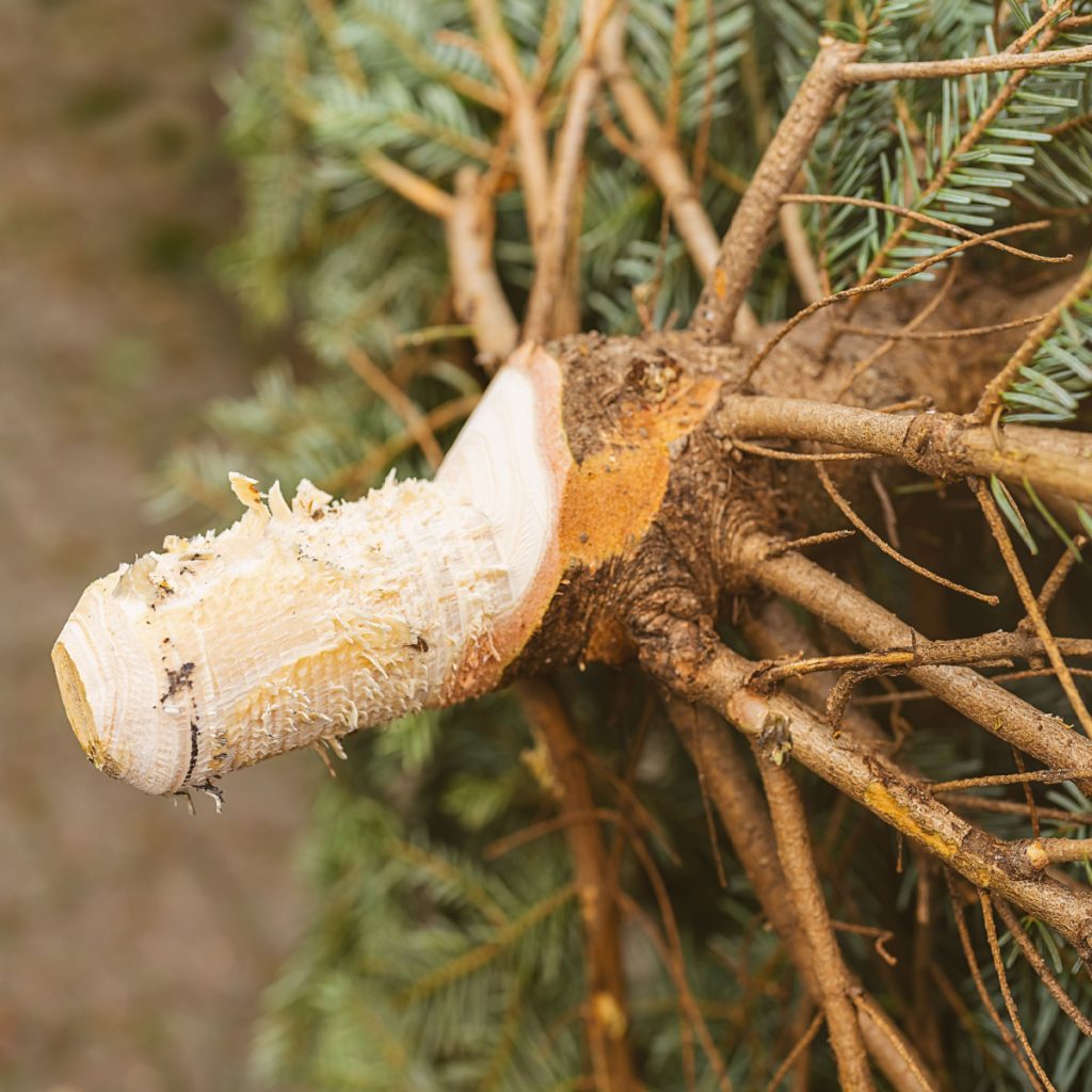 mistakes with live Christmas trees