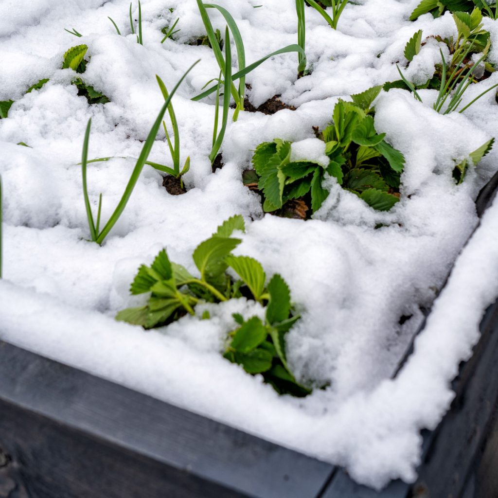 protect raised garden beds in winter