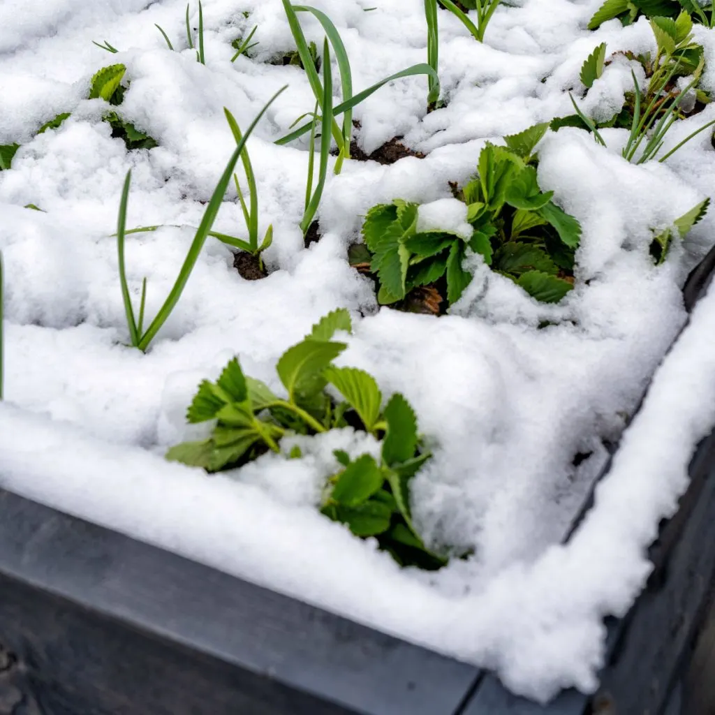 protect raised garden beds in winter