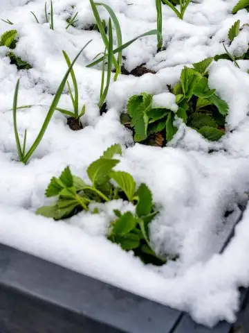 protect raised garden beds in winter