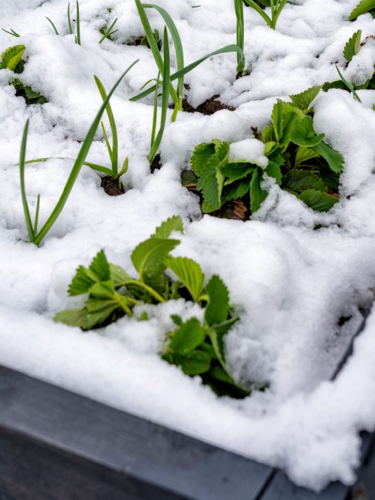 protect raised garden beds in winter